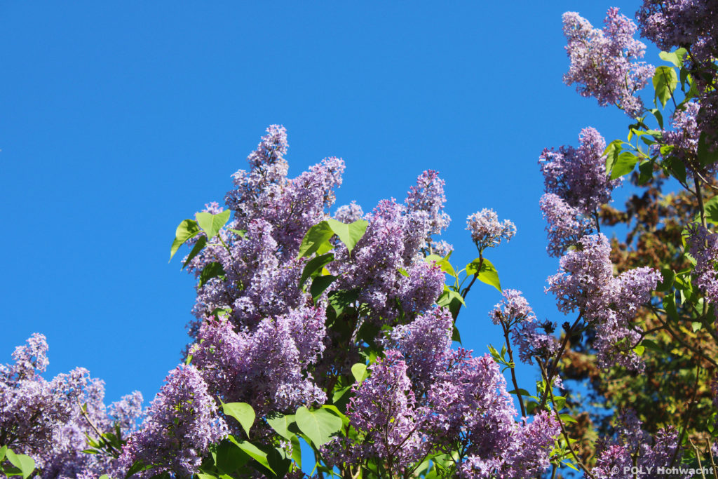 Frühling in Hohwacht