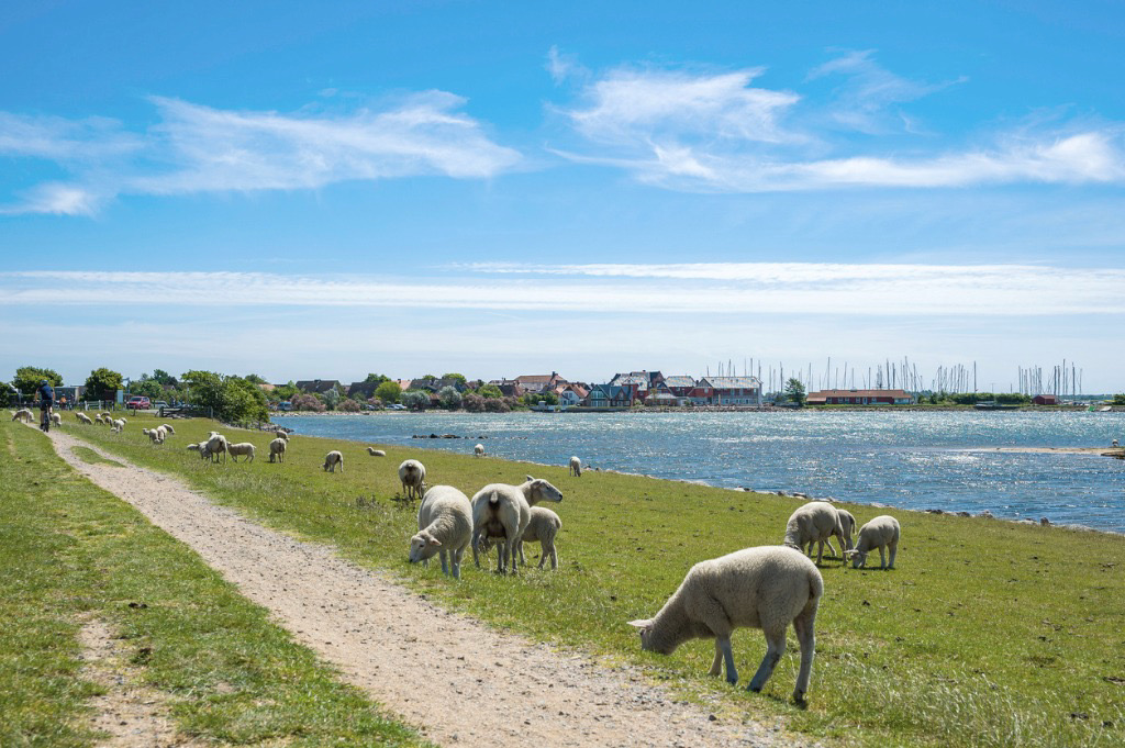 Deich bei Lemkenhafen - Ausflugsziele rund um Hohwacht