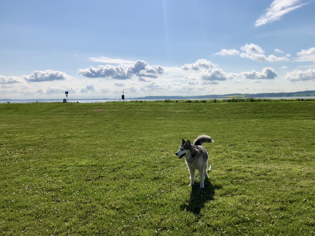 Alaskan_Malamute_Ostsee_Hohwacht mit Hund