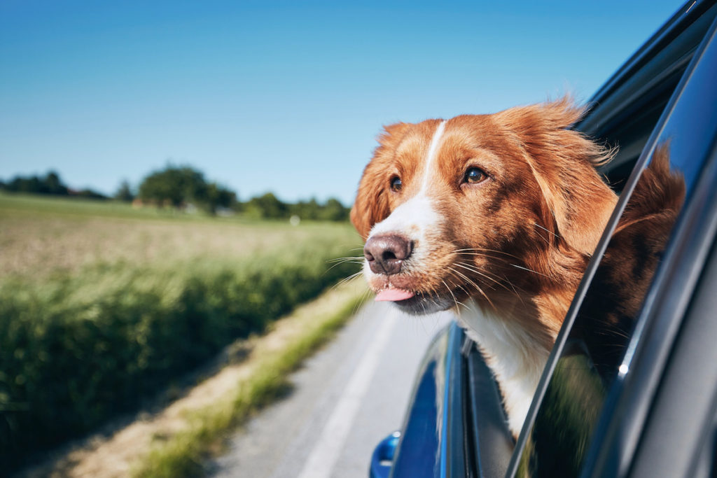 Hohwacht mit Hund - Hund auf Reisen