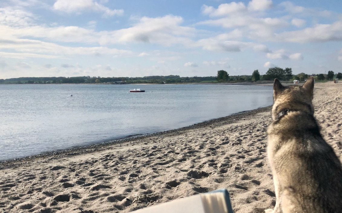 Alaskan Malamute an der Ostsee